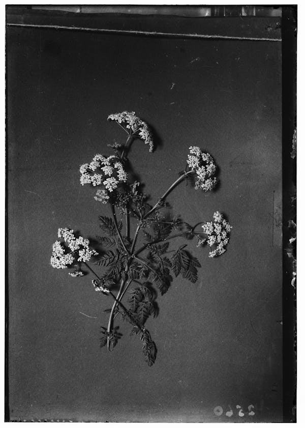 Photograph of Palestinian wildflower